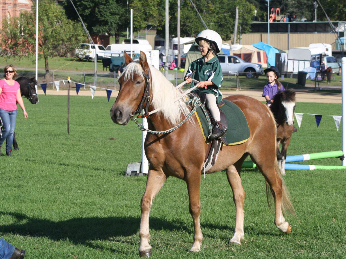 Training And Riding Brumby Horses
