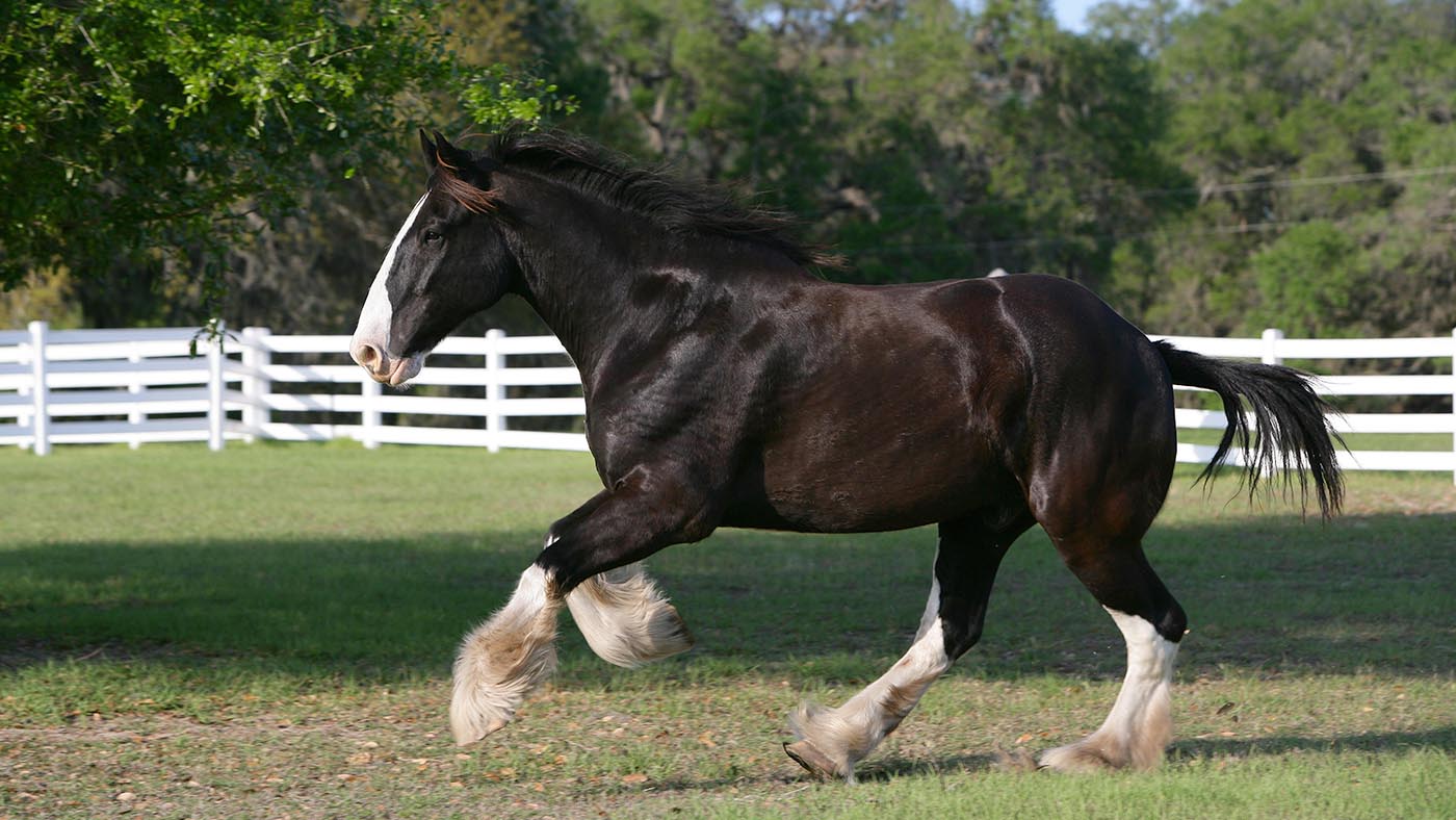 What is the World's Tallest Horse? An Exploration of the Majestic ...