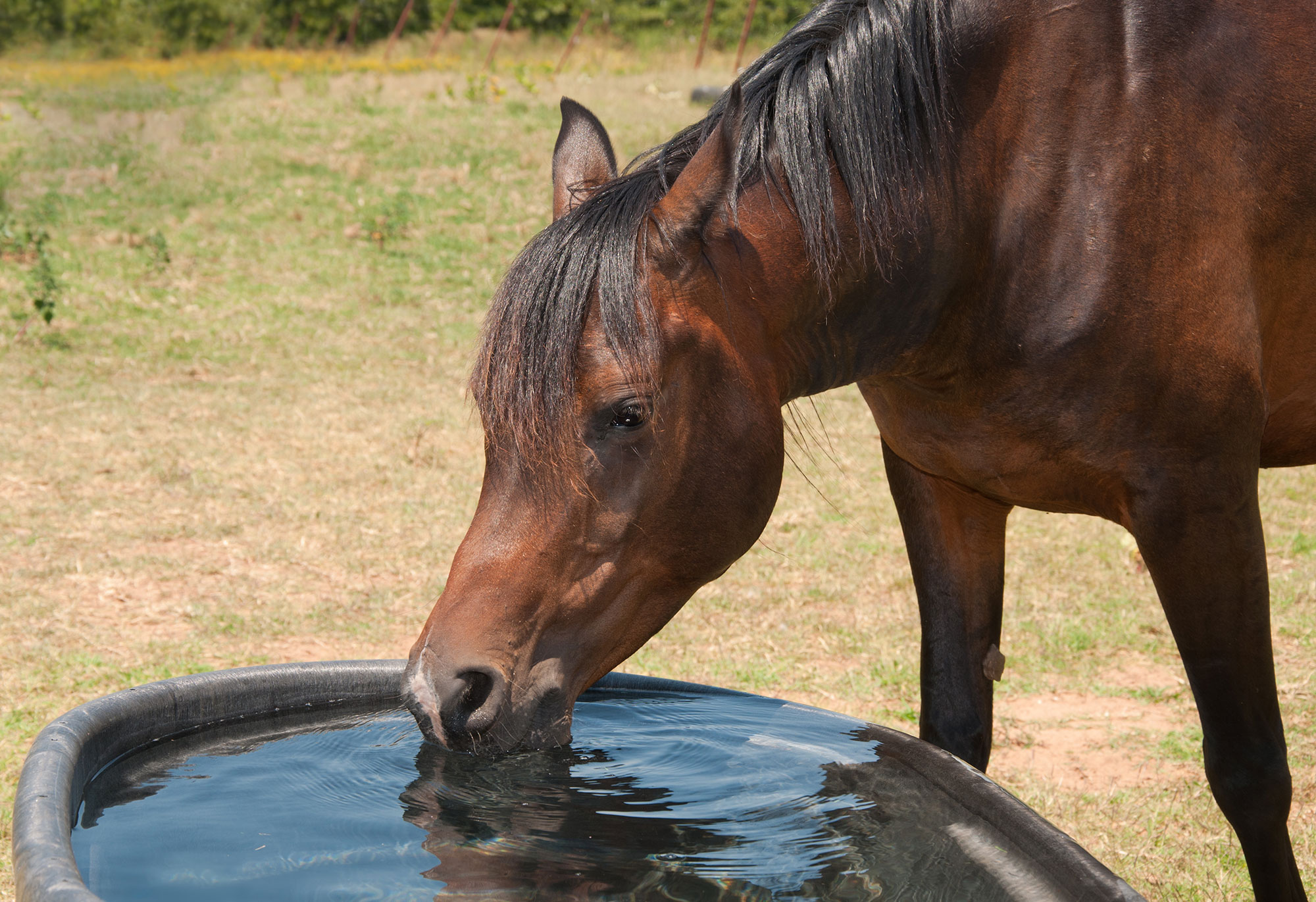 How to Tell If Your Horse Is Dehydrated Simple Tips for Every Horse Owner