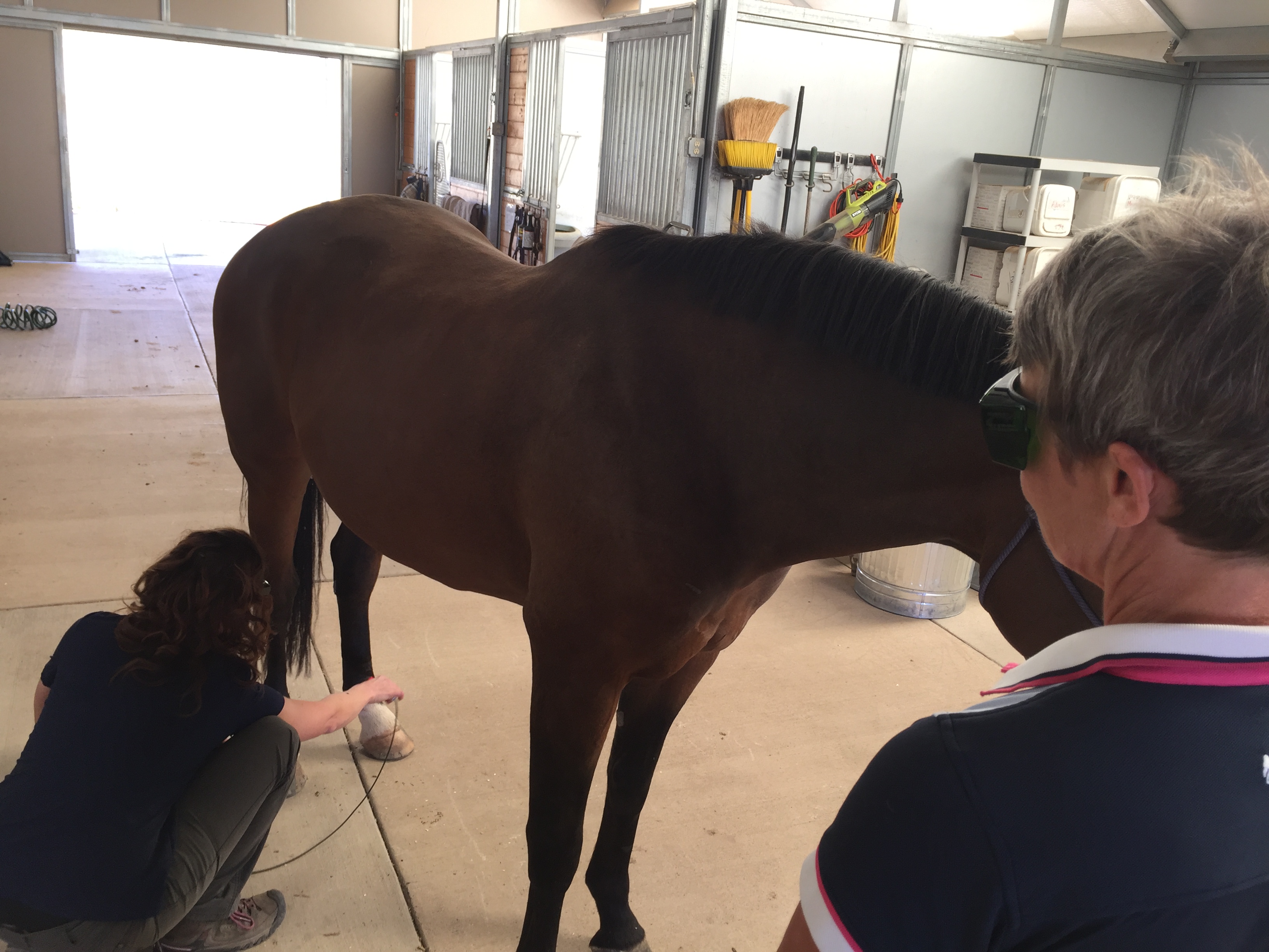 Treatment Of A Cold Backed Horse