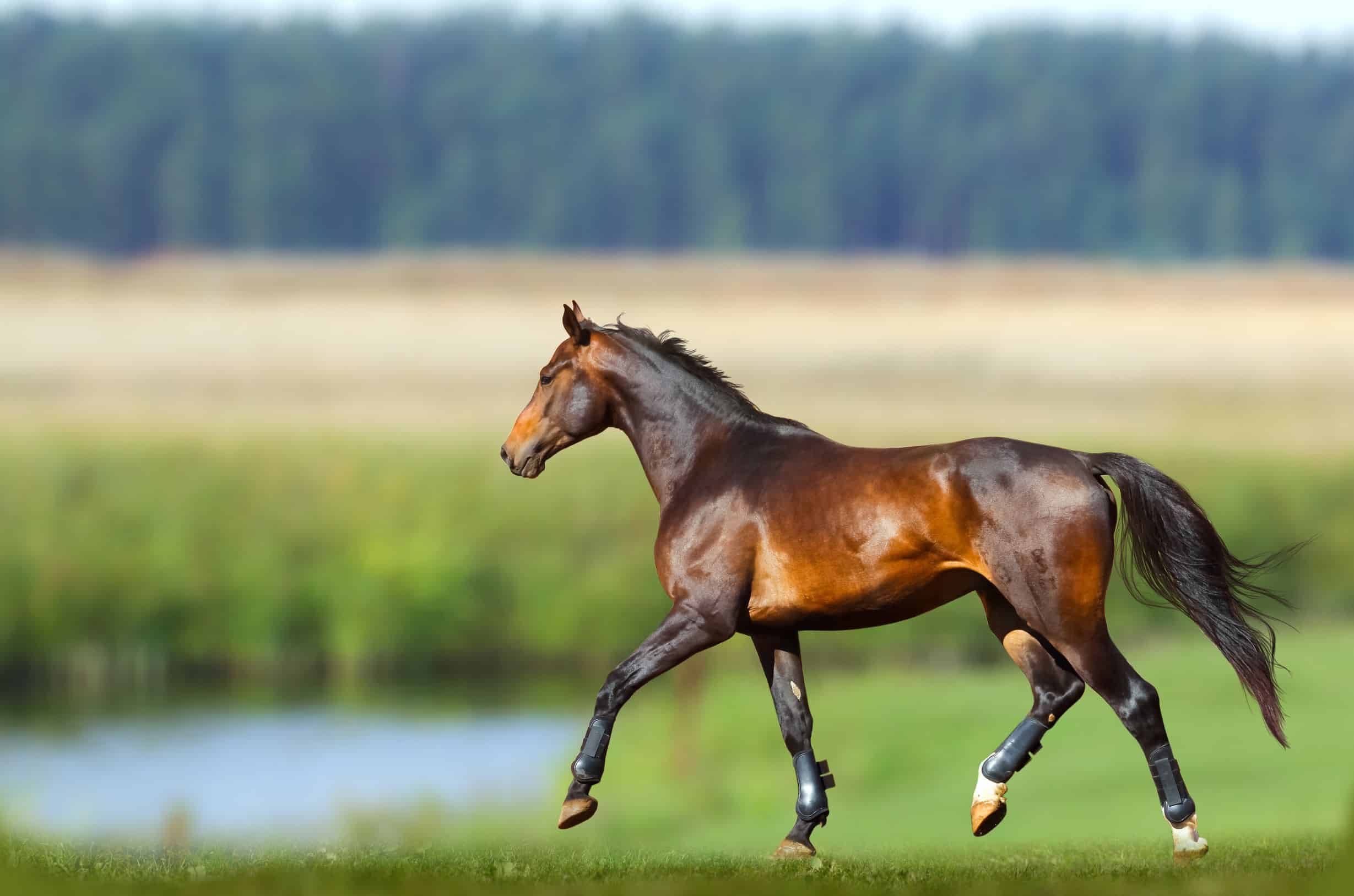 Types Of Bay Horses