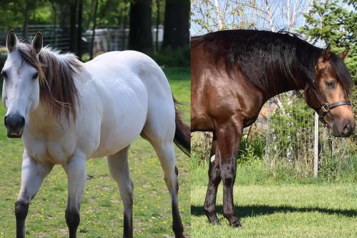 Types Of Buckskin Horses