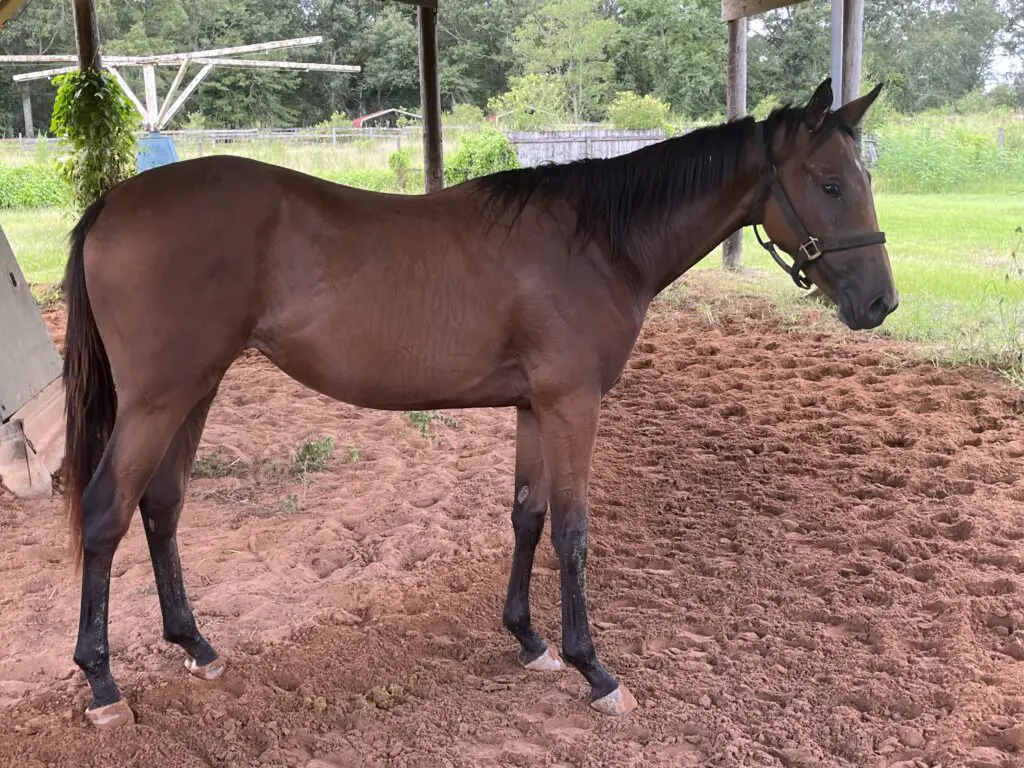 a-helpful-horse-gender-guide-for-beginners