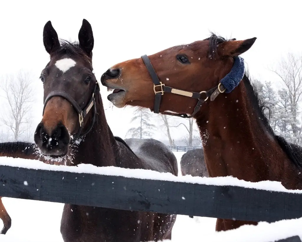 Types Of Horses That Are Prone To Lip Flapping