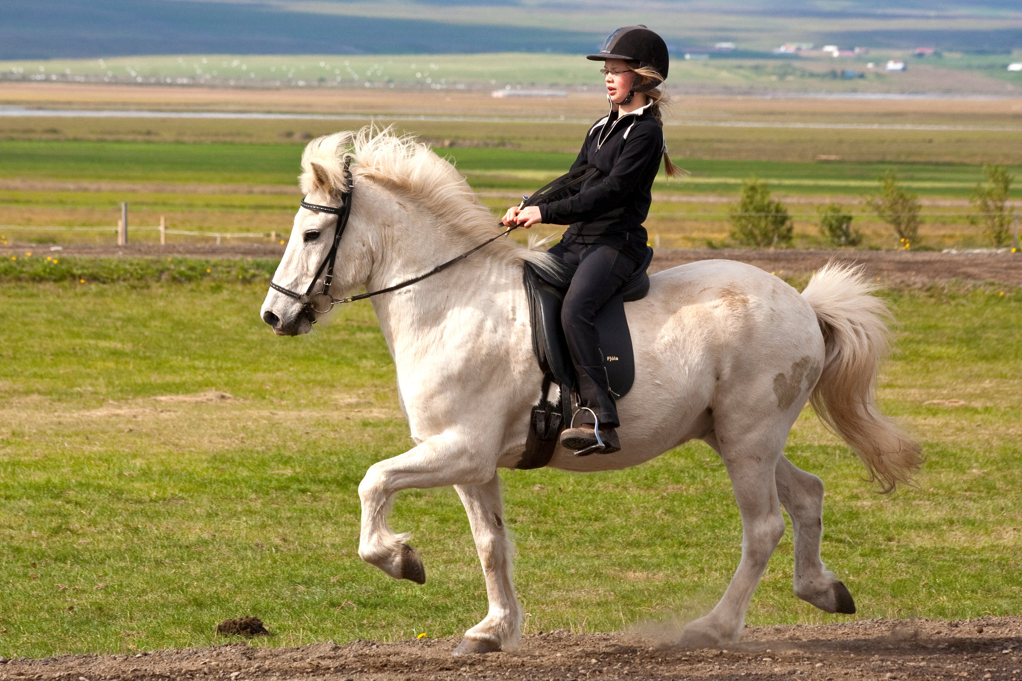 Types Of Horses Used By Vikings