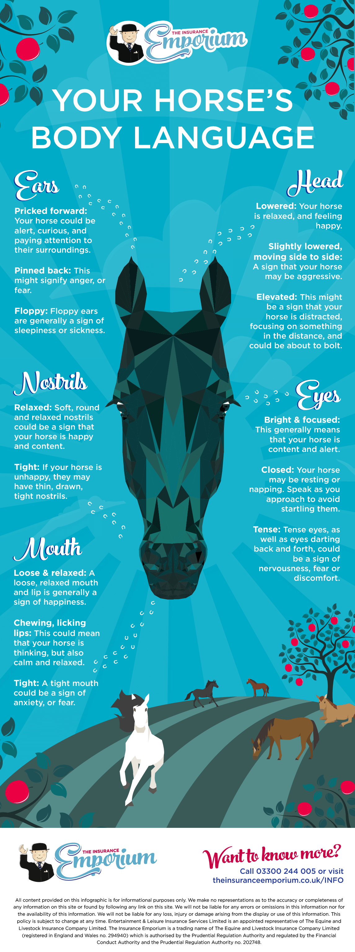 Understanding A Horse'S Body Language