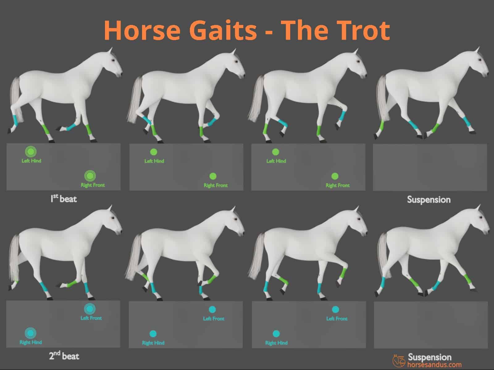 How Do Horses Run: Understanding Equine Locomotion Horse Care Advisor