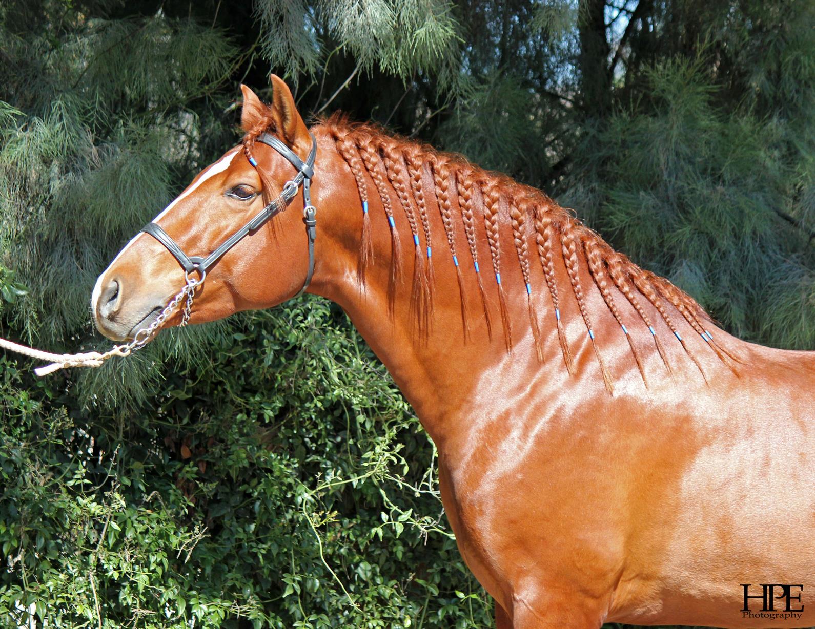 what-is-horse-hair-called-uncover-the-fascinating-name-of-this-unique