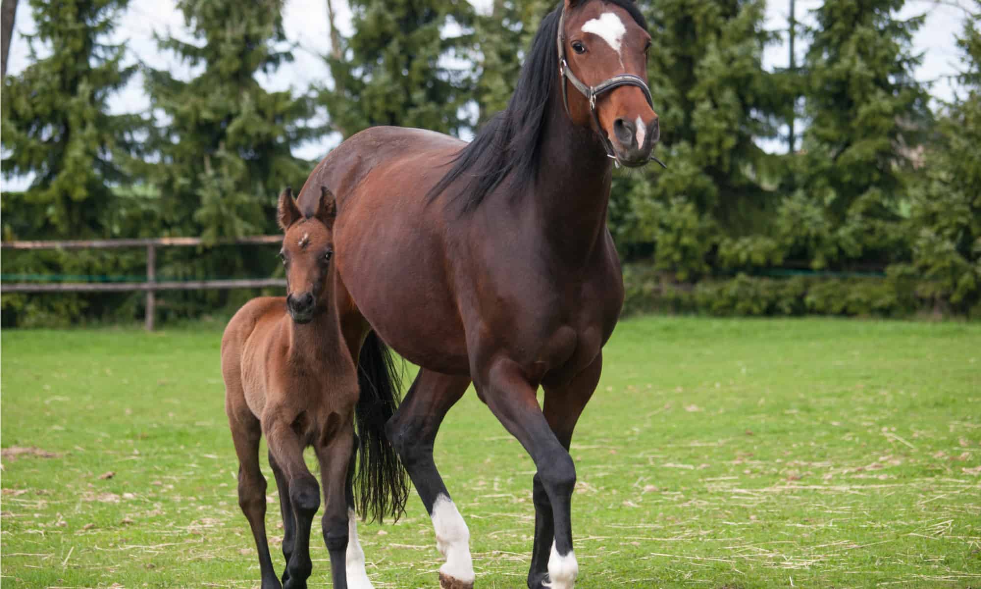 what-is-a-mare-horse-all-you-need-to-know-about-these-magnificent-equines