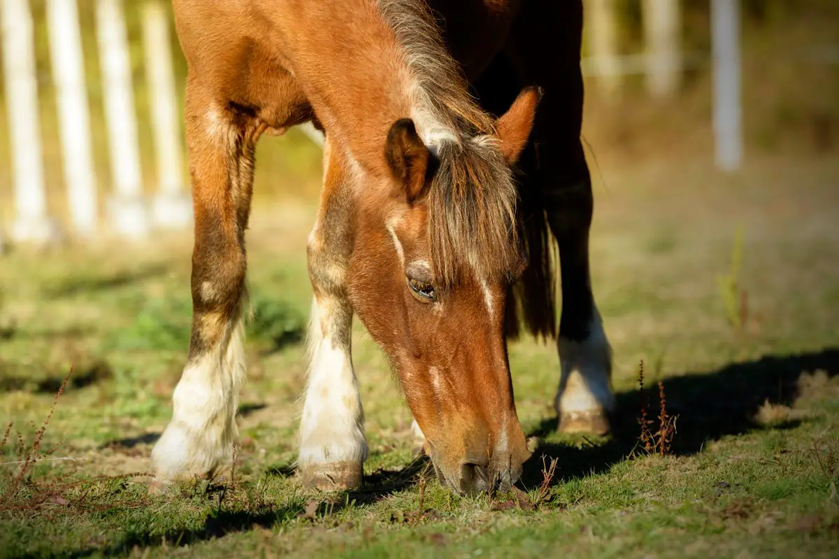 Veterinary Care For Aging Horses