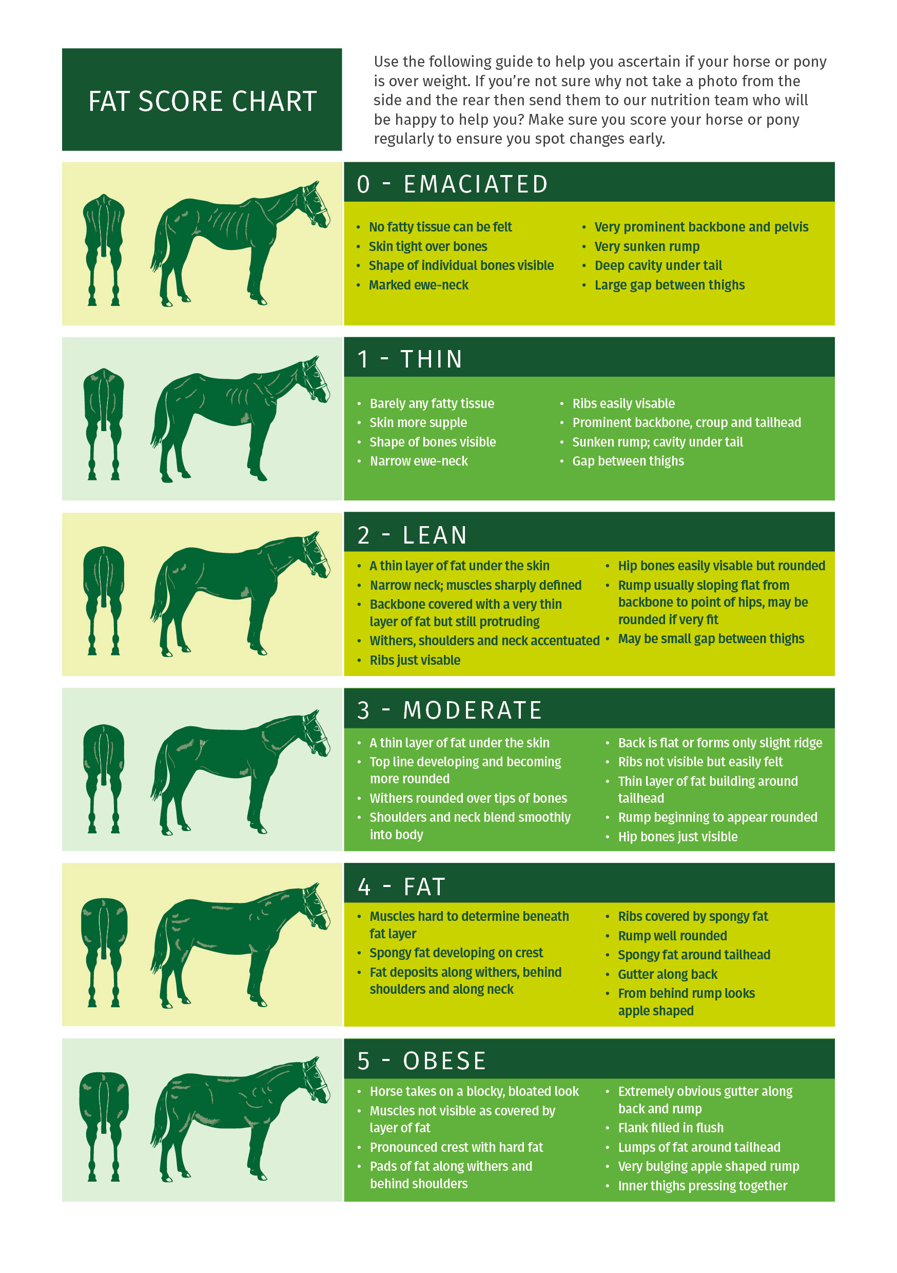 what-is-the-largest-breed-of-horses-find-out-here