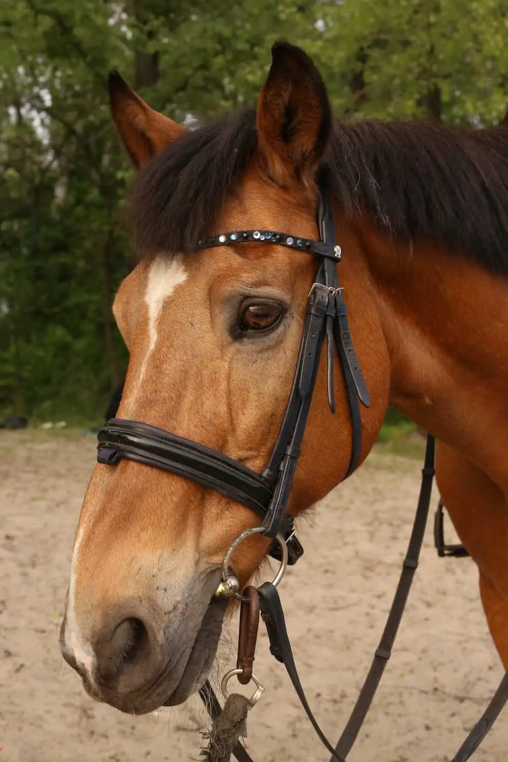 What Are Horse Blinders?