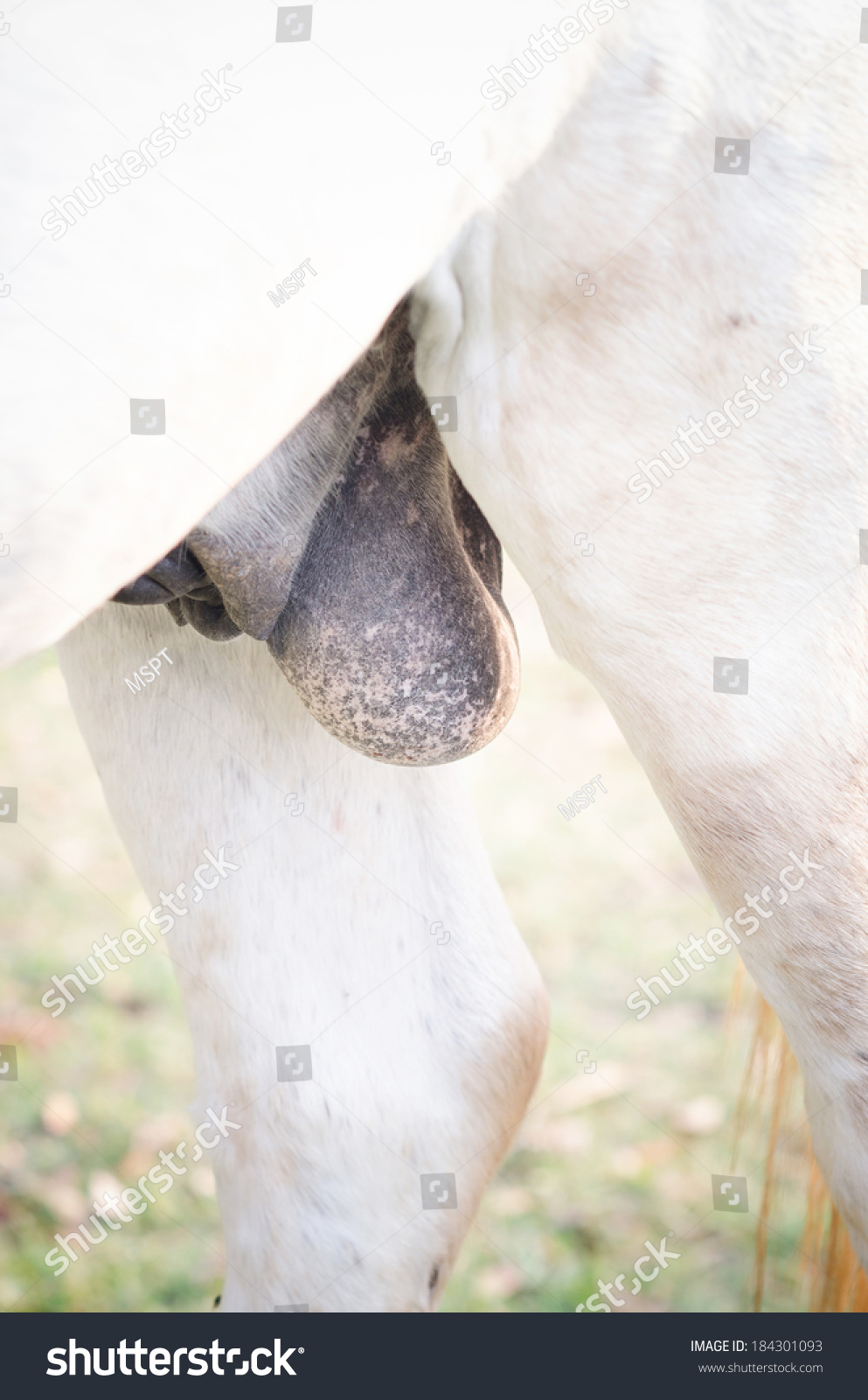 Uncovering the Fascinating Truth Behind Horse Testicles!