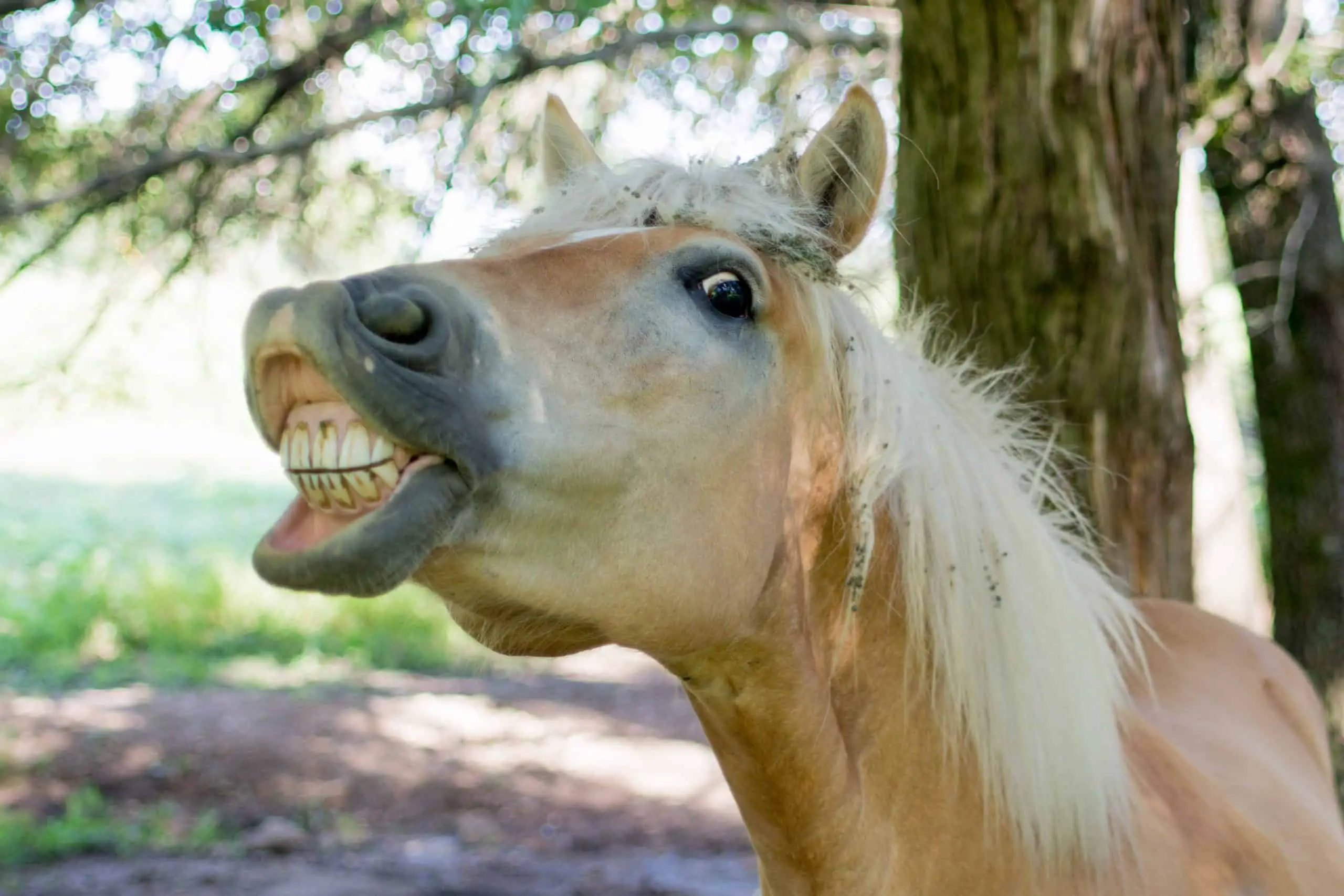 What Does It Mean When a Horse Opens Its Mouth? Unlocking the Secrets Behind Equine Communication