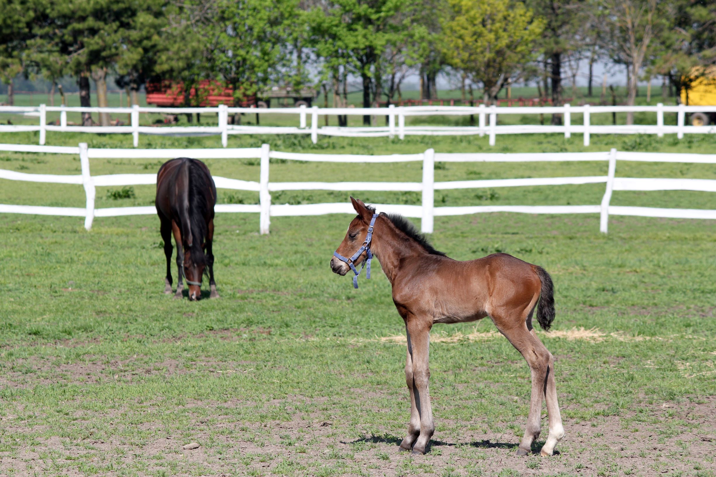 what-is-a-baby-horse-called-find-out-the-answer-now