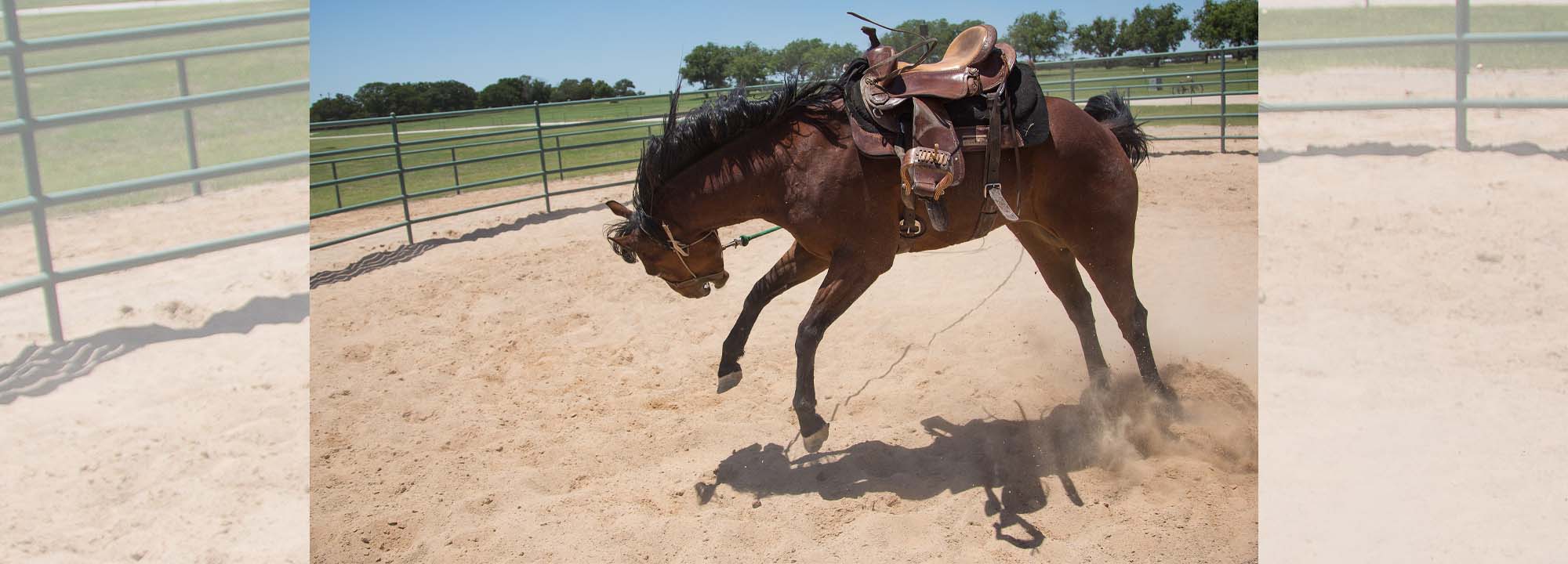 What Is A Cold Backed Horse?