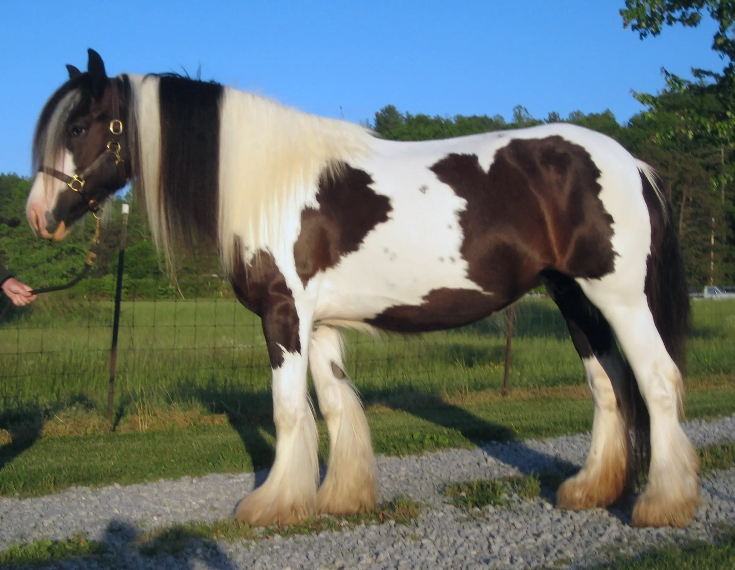 Unveiling the Gypsy Vanner Horse: Characteristics, History, and Care