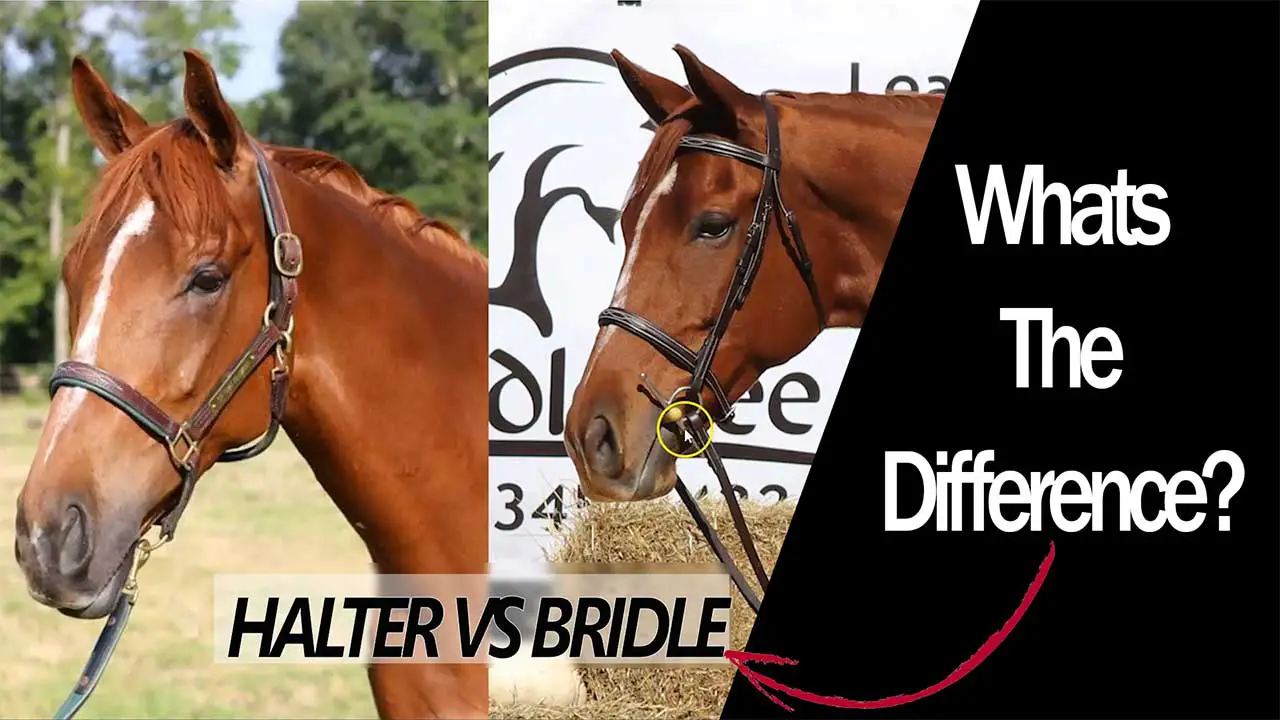 Understanding Halter Horses: Usage, Training & Tack Differences