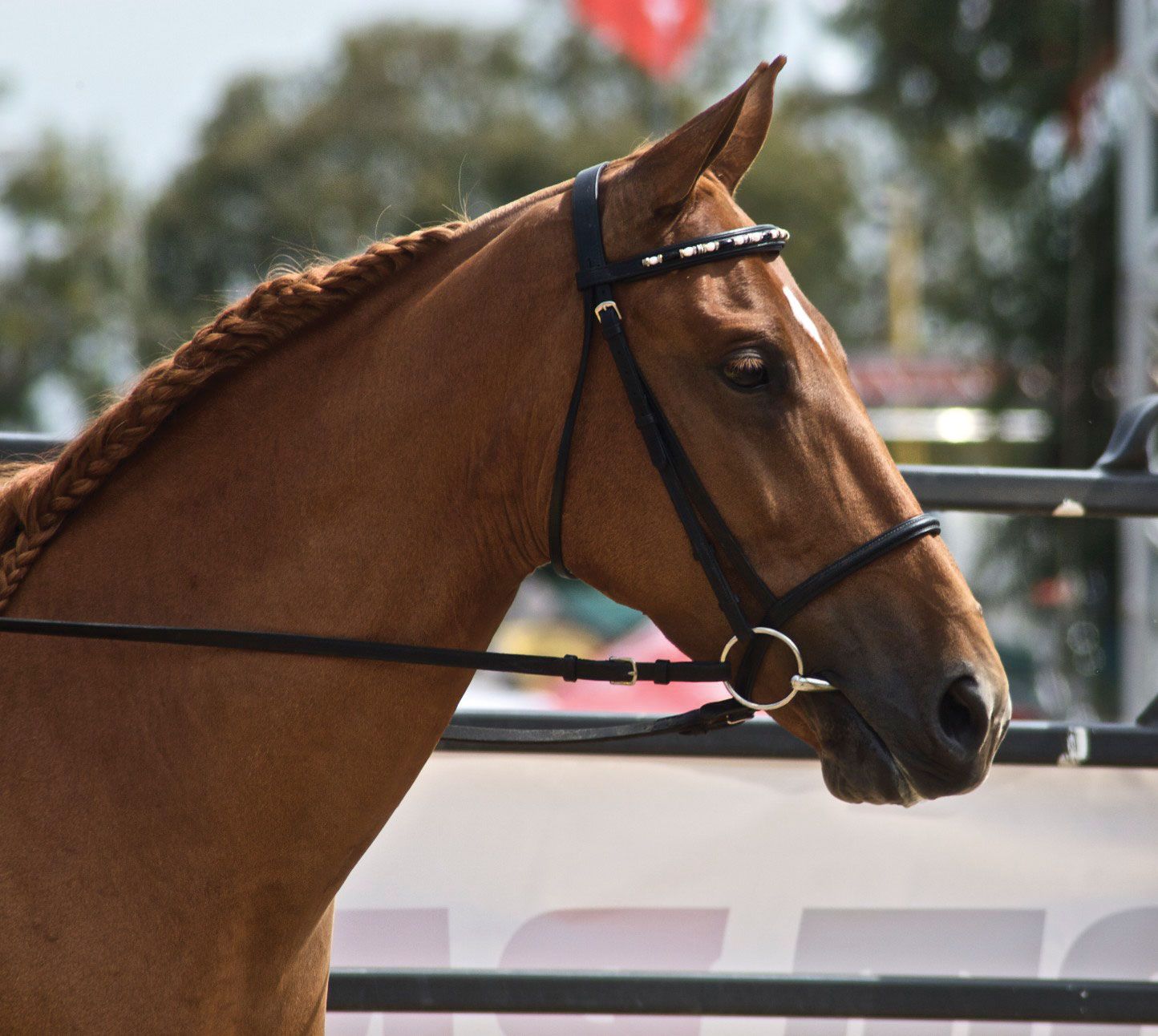 what-is-a-headstall-for-a-horse-unlock-the-secret-to-better-horsemanship