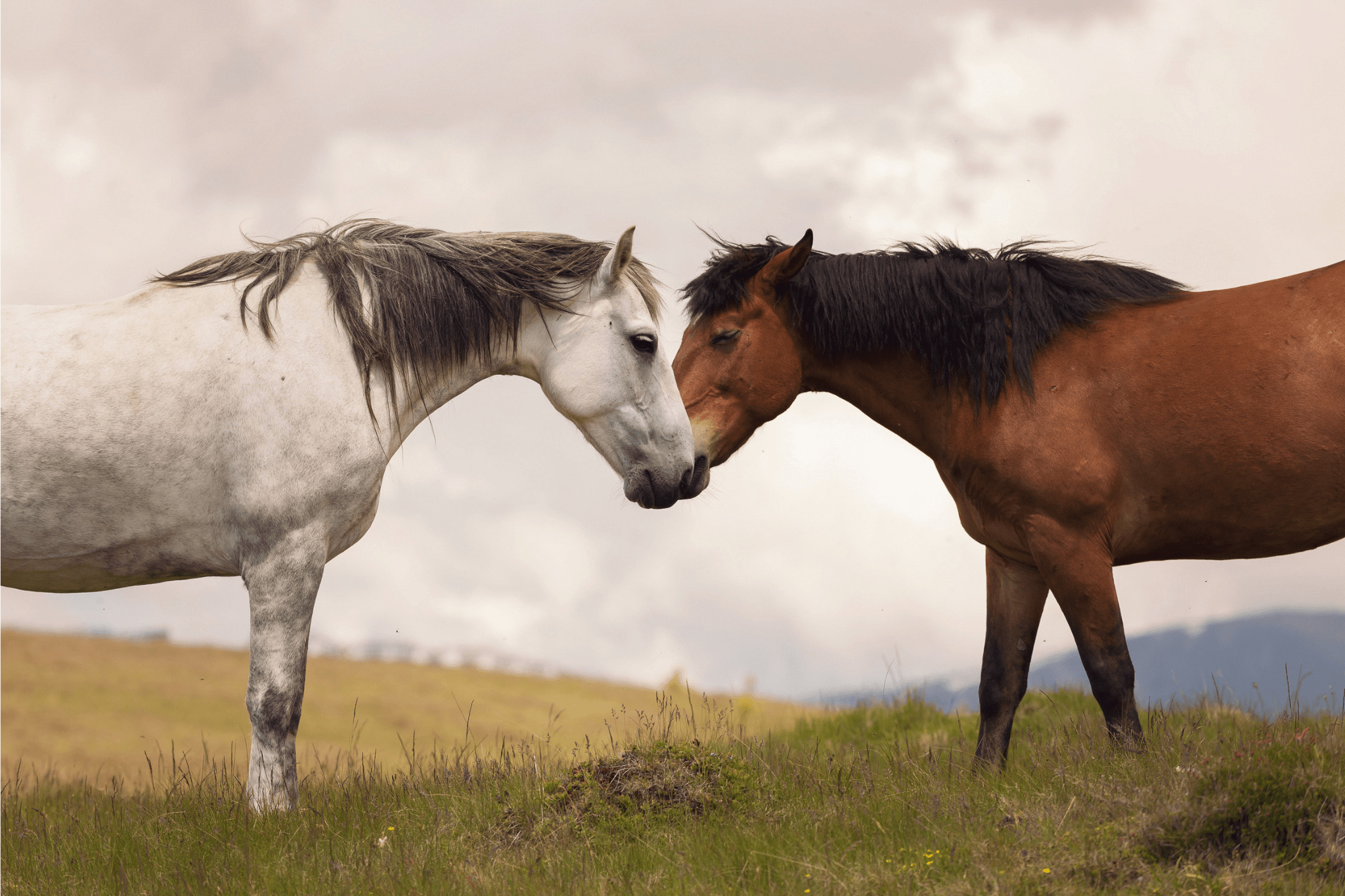 What Is A Female Horse Called In French