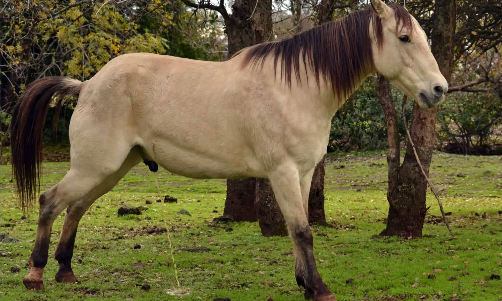 What is a Male Horse Called? Find Out the Answer Now!