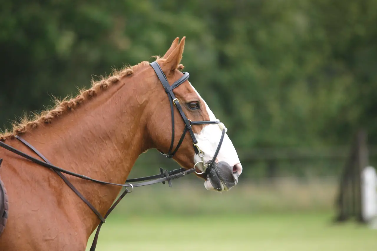 Unlock the Secret of Martingales: Learn What They Are & How to Use Them on Horses