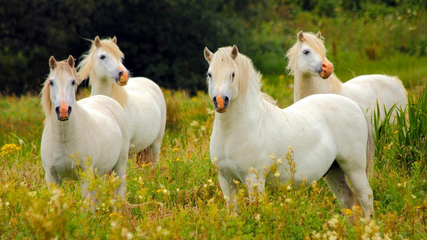 discover-the-unique-names-for-groups-of-horses