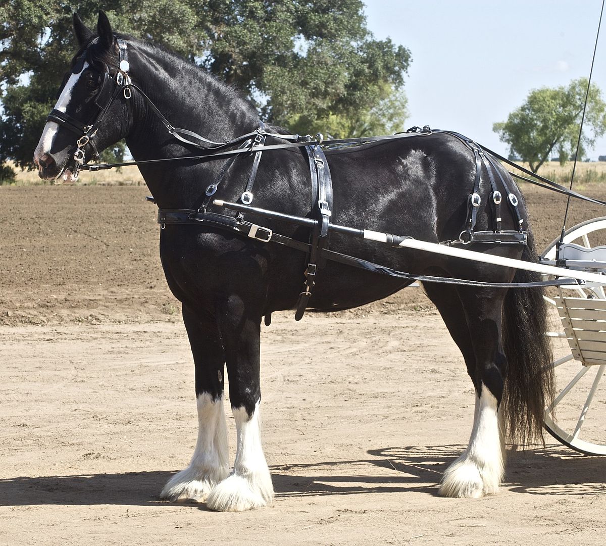 What is a Sire Horse? Learn All About This Unique Equine Breed