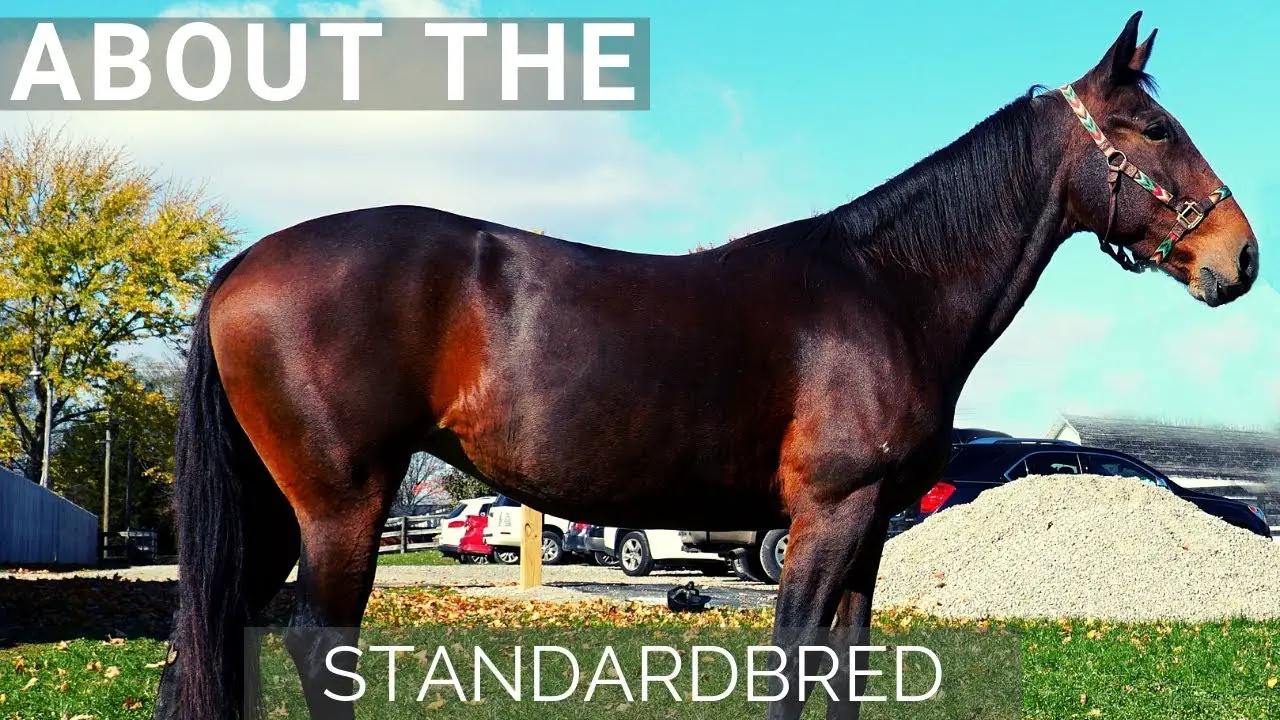 What Is a Standardbred Horse? A Guide to This Special Breed of Equine