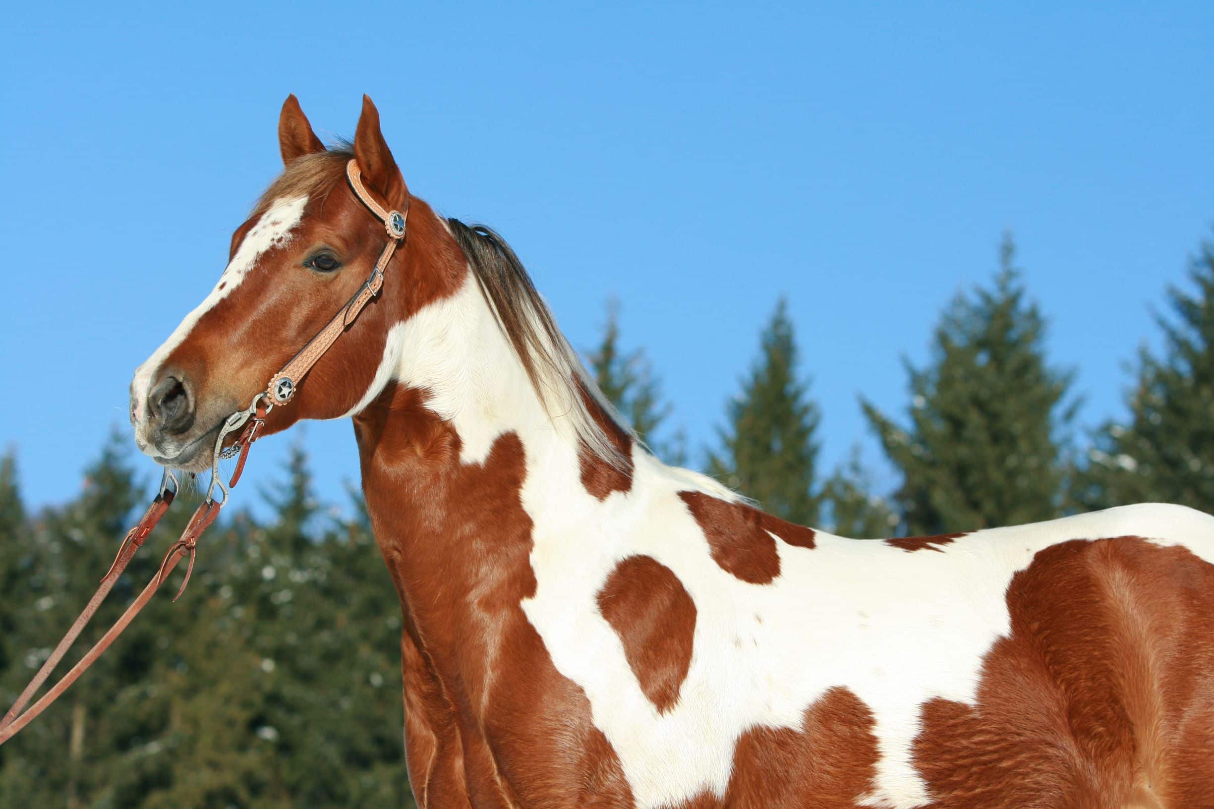 What is an Alpha Horse? Uncovering the Mysteries of the Alpha Equine