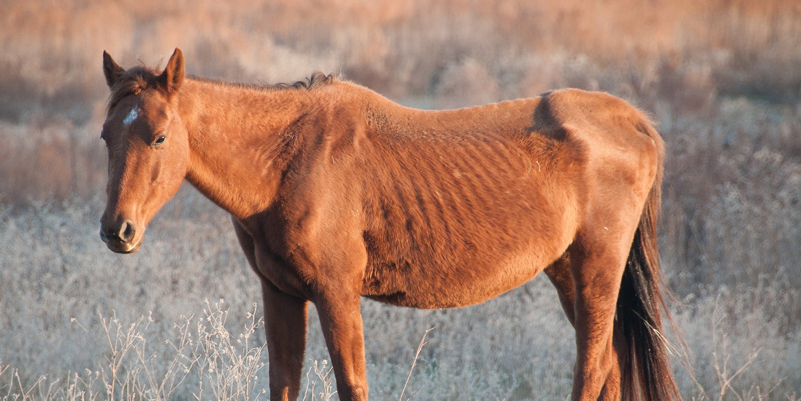 what-is-considered-horse-neglect-learn-the-warning-signs-of-careless