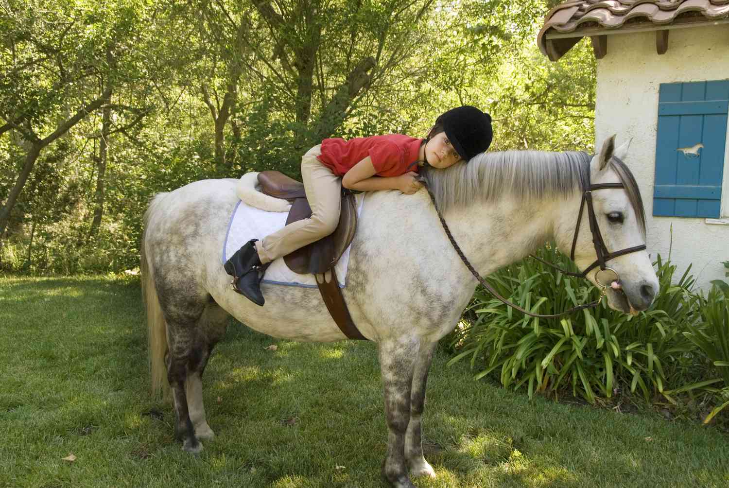 top-horse-breeds-for-12-year-olds-find-the-perfect-match-horse-care