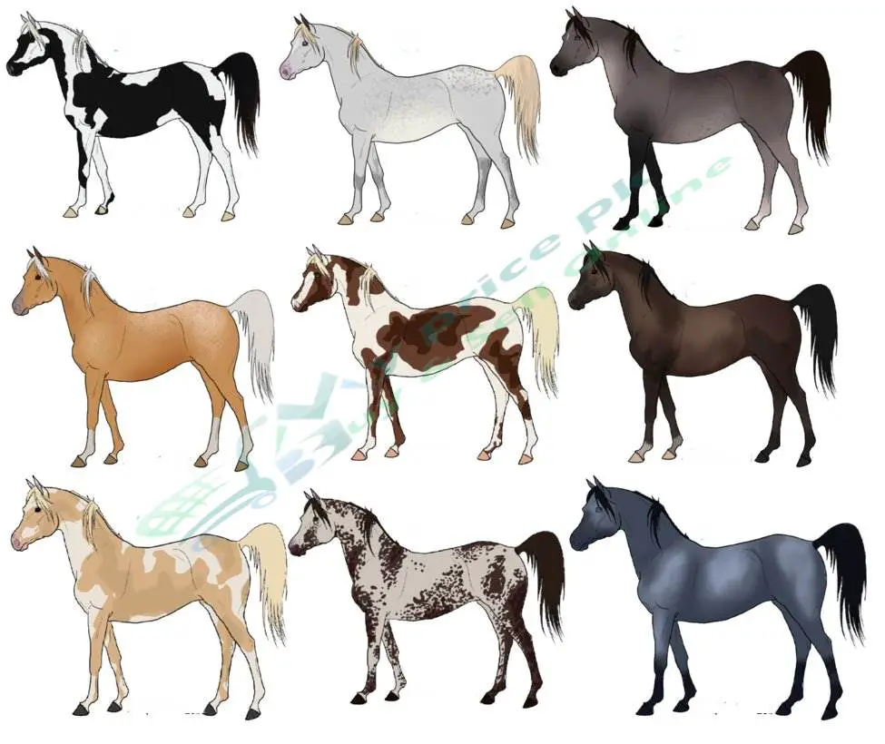 What is the Most Popular Horse Breed? Discover the World's Favorite Horses!