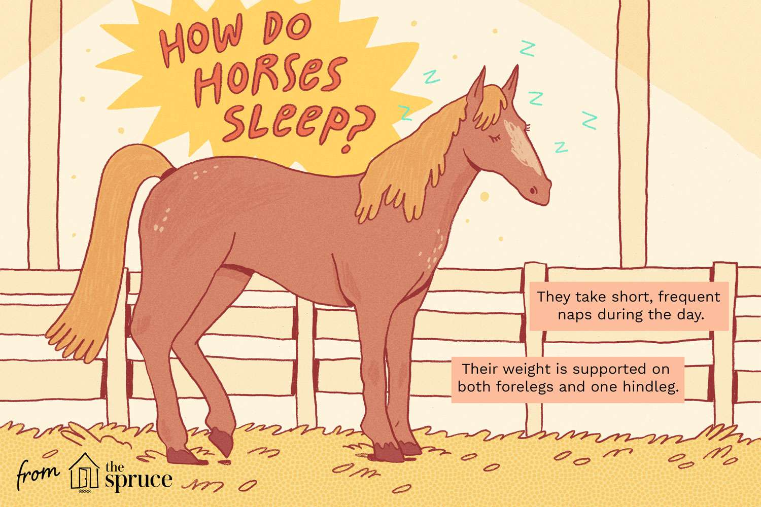 Do Horses Lay Down When They Sleep? Understanding Equine Sleep Patterns