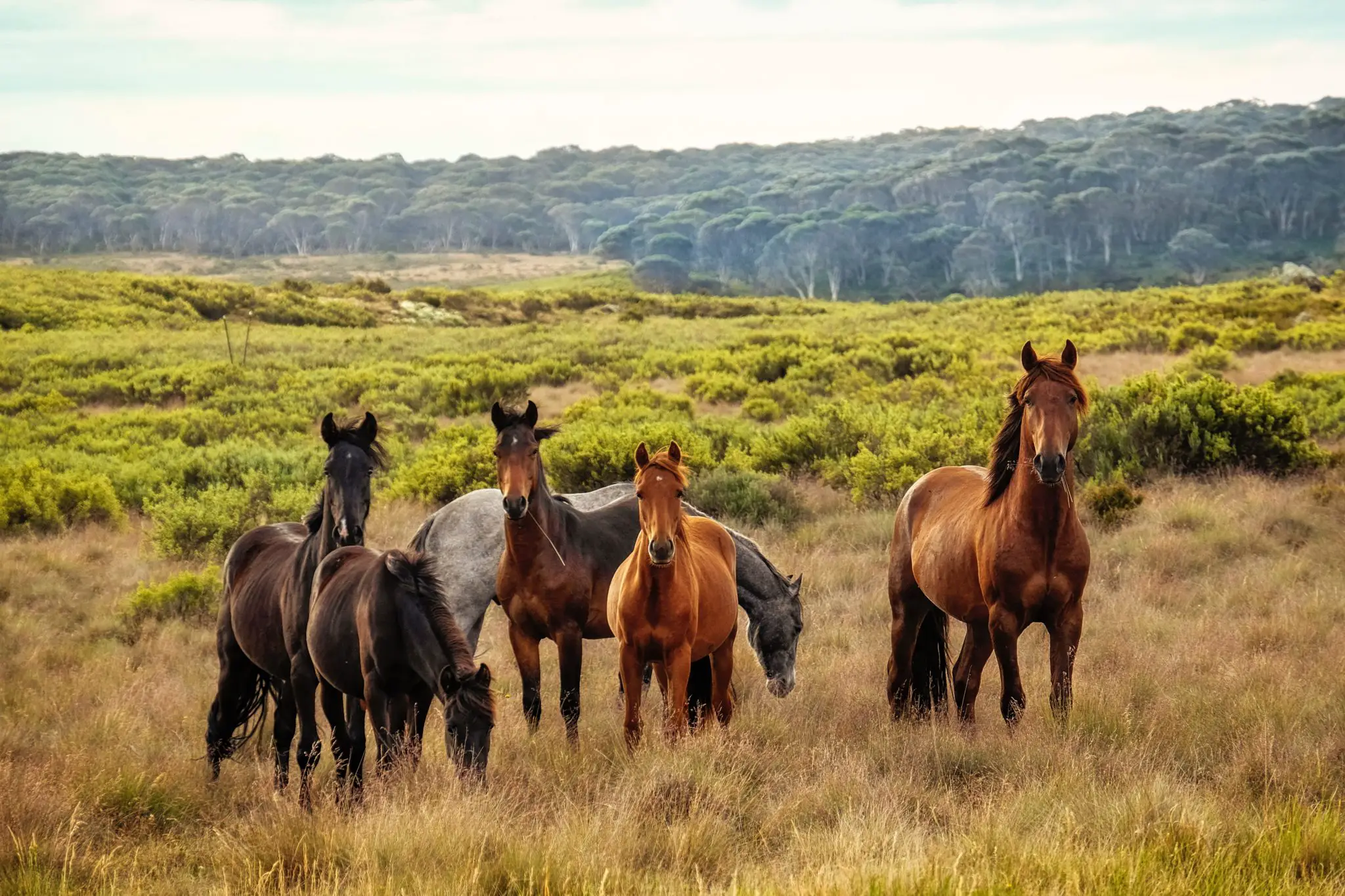 What Type of Horse is a Brumby? Discover the Unique Characteristics of this Iconic Australian Breed