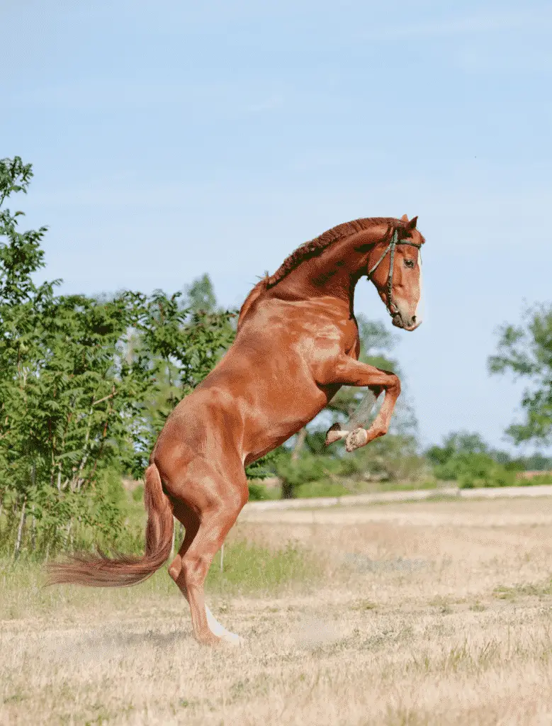 When a Horse Stands on Its Hind Legs: The Magnificent Moment of an Equine Balancing Act