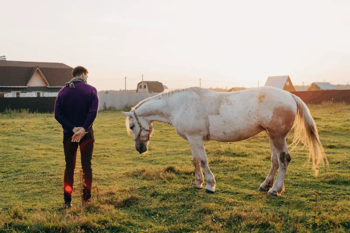 Discovering the Right Age for Horse Riding: When is a Horse Too Old to Ride?