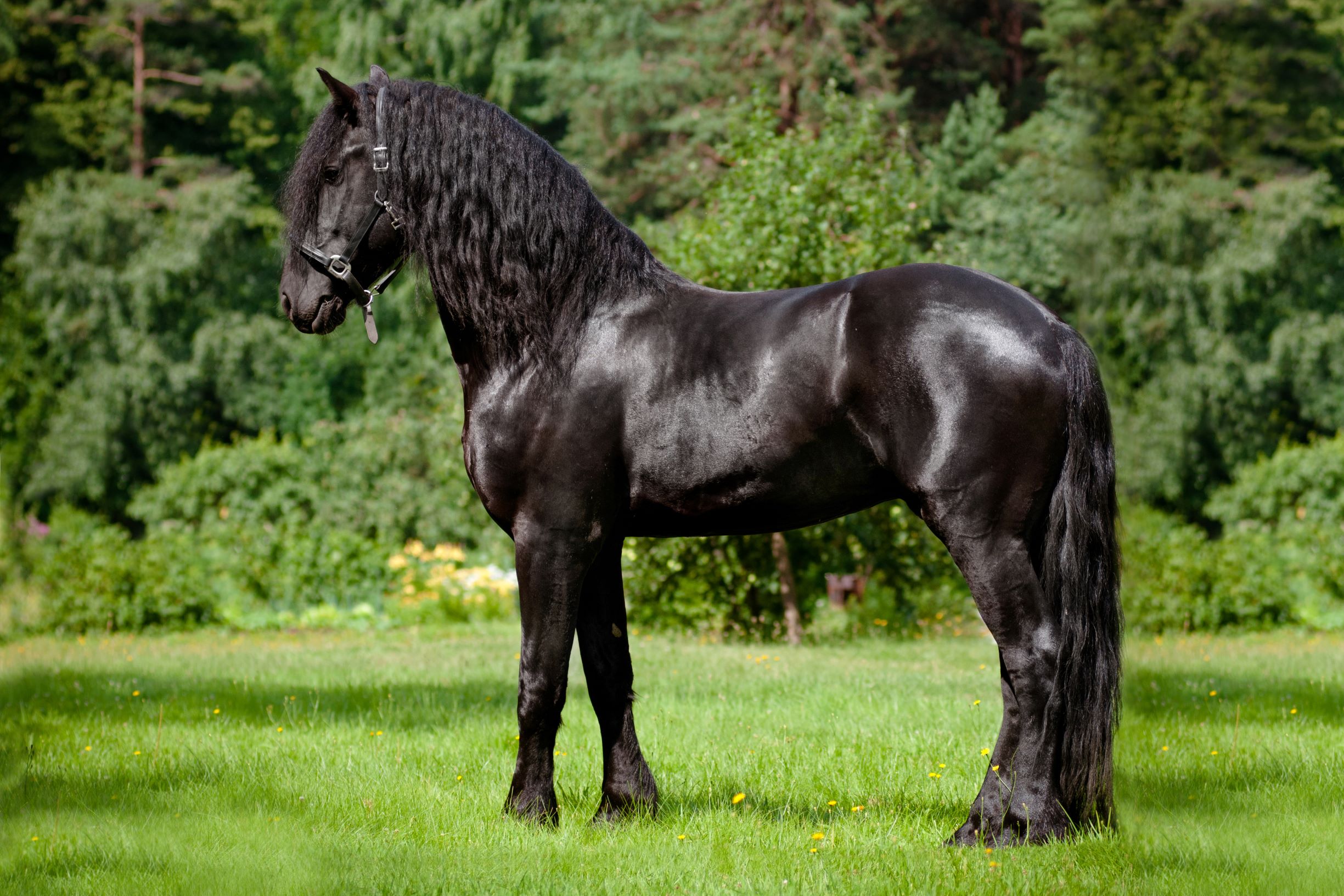 discover-the-origins-of-friesian-horses-where-are-they-from