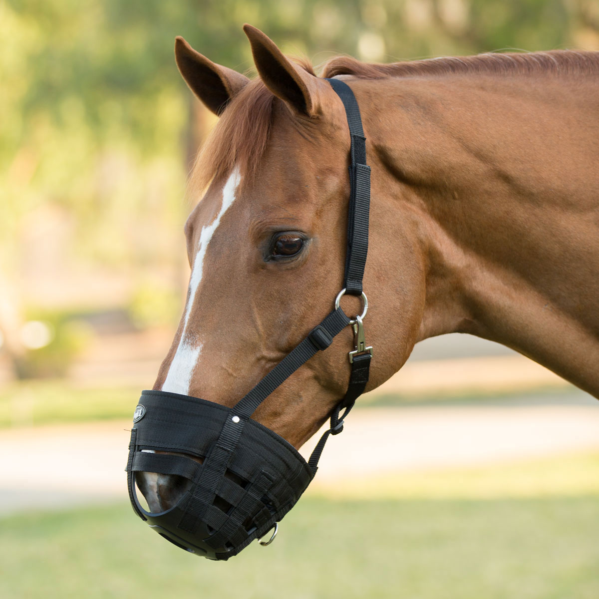 Uncovering the Location of a Horse’s Muzzle – Learn How!