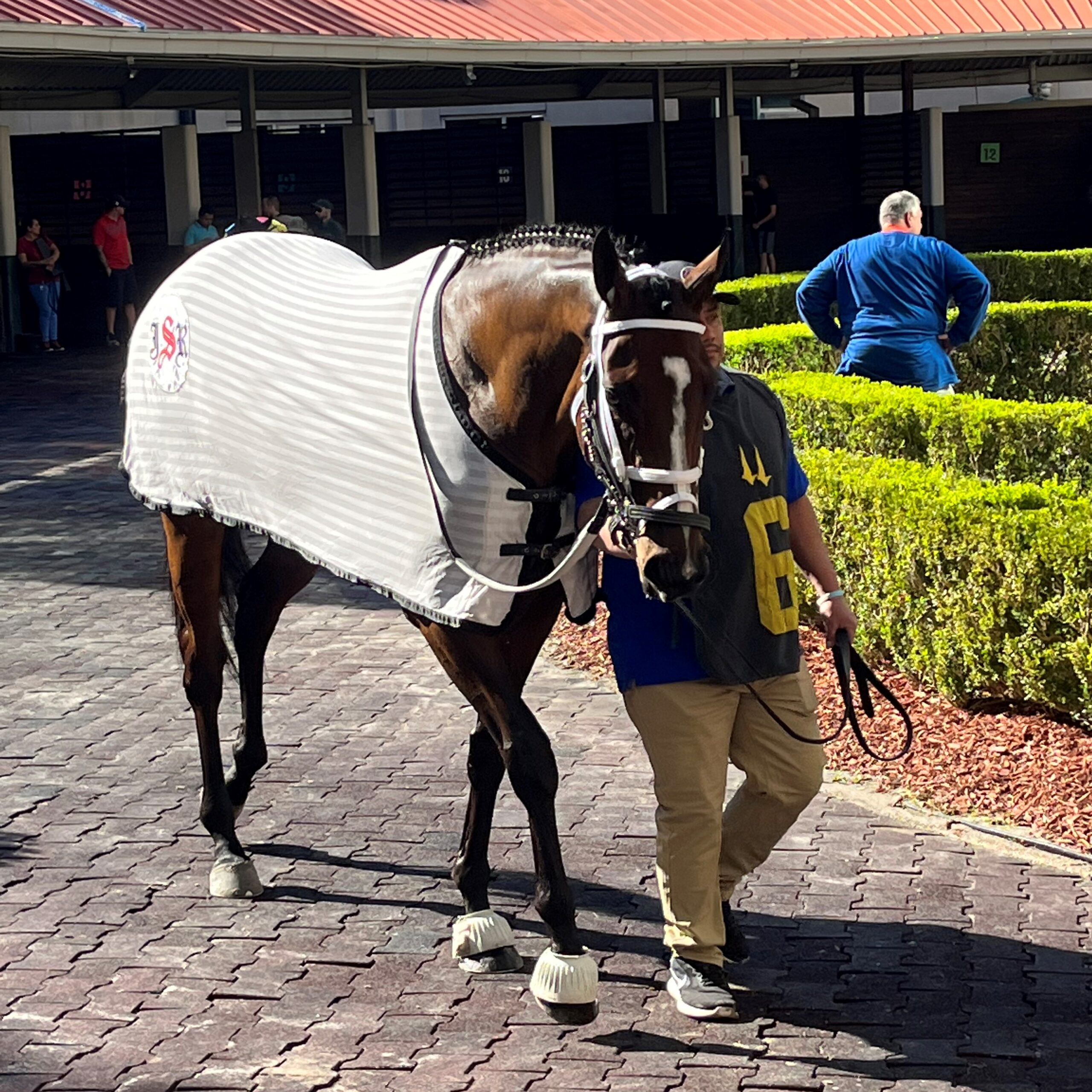 Why Did the Horse Put On a Blanket? Uncovering the Reasons Behind this Unique Behavior