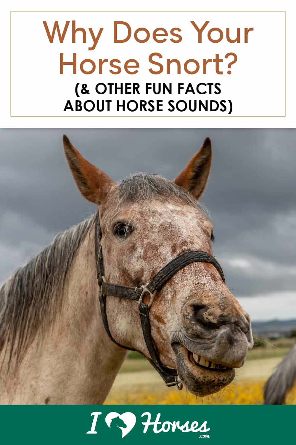 Why Do Horses Blow and Snort? Uncover the Fascinating Reasons Behind This Common Equine Behavior